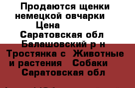 Продаются щенки немецкой овчарки. › Цена ­ 4 000 - Саратовская обл., Балашовский р-н, Тростянка с. Животные и растения » Собаки   . Саратовская обл.